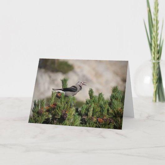 Clark's Nutcracker - Yosemite Dankeskarte (Vorderseite)