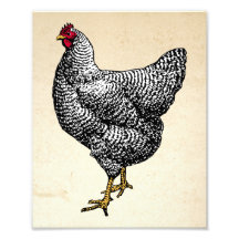Classic Barred Plymouth Rock Chicken Hen