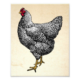 Classic Barred Plymouth Rock Chicken Hen Fotodruck