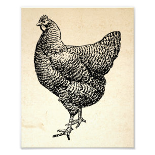 Classic Barred Plymouth Rock Chicken Hen Fotodruck