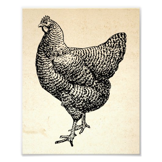 Classic Barred Plymouth Rock Chicken Hen Fotodruck (Vorne)