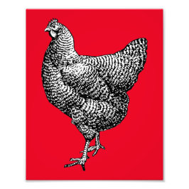 Classic Barred Plymouth Rock Chicken Hen Fotodruck