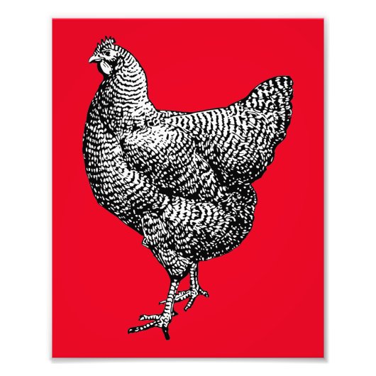 Classic Barred Plymouth Rock Chicken Hen Fotodruck (Vorne)