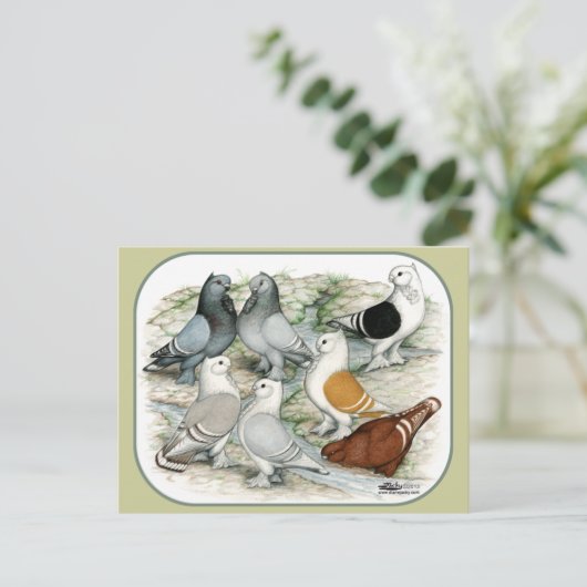 Classic Frill Barred Tauben Postkarte (Stehend Vorderseite)