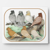 Classic Frill Pigeons Blondinettes Fotoplatte (Vorderseite)