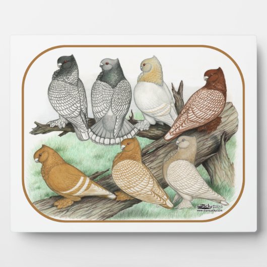 Classic Frill Pigeons Blondinettes Fotoplatte (Vorderseite)