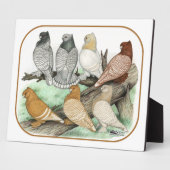 Classic Frill Pigeons Blondinettes Fotoplatte (Seite)