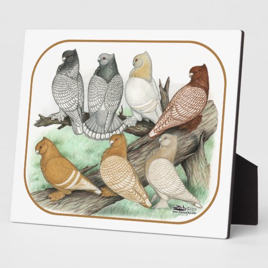 Classic Frill Pigeons Blondinettes Fotoplatte (Seite)