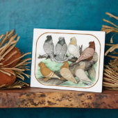 Classic Frill Pigeons Blondinettes Fotoplatte (Seite)