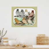 Classic Frill Pigeons Blondinettes Poster (Küche)