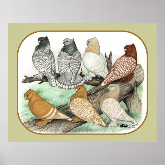 Classic Frill Pigeons Blondinettes Poster (Vorne)