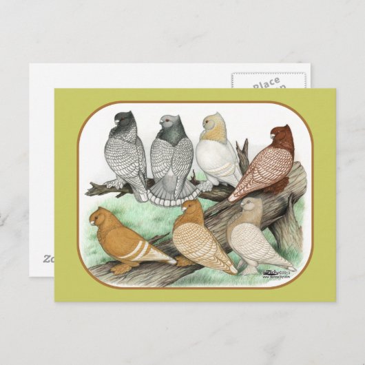 Classic Frill Pigeons Blondinettes Postkarte (Vorne/Hinten)