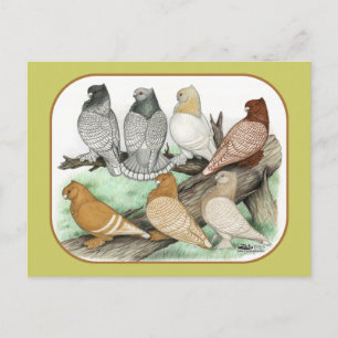 Classic Frill Pigeons Blondinettes Postkarte