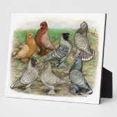 Classic Frill Pigeons Laced Blondinettes Fotoplatte (Seite)