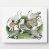 Classic Frill Tauben Fotoplatte (Vorderseite)