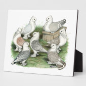 Classic Frill Tauben Fotoplatte (Seite)