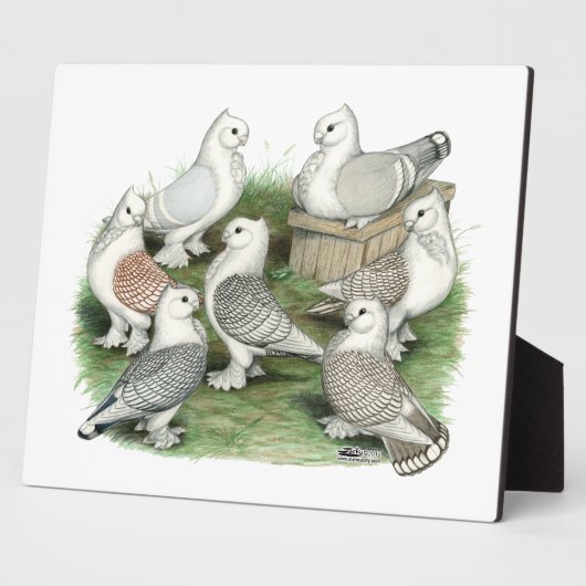 Classic Frill Tauben Fotoplatte (Seite)