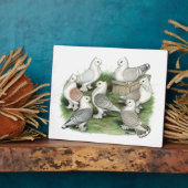 Classic Frill Tauben Fotoplatte (Seite)