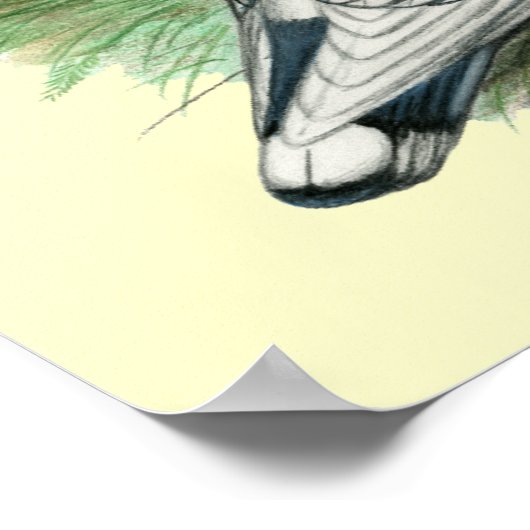 Classic Frill Tauben Poster (Ecke)