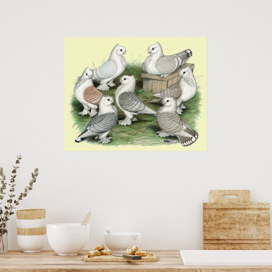 Classic Frill Tauben Poster (Küche)