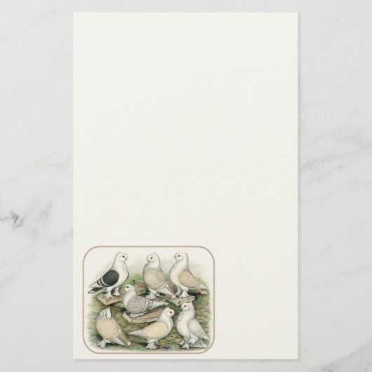 Classic Frill Tauben Satinettes Briefpapier (Vorderseite)