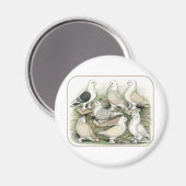 Classic Frill Tauben Satinettes Magnet (Vorderseite/Rückseite)