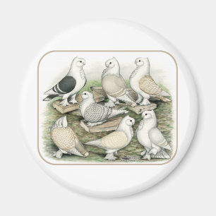 Classic Frill Tauben Satinettes Magnet