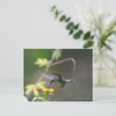 Classic Hummingbird Postkarte (Stehend Vorderseite)