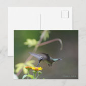 Classic Hummingbird Postkarte (Vorne/Hinten)