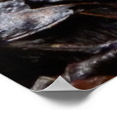 Clathrus ruber Poster (Ecke)