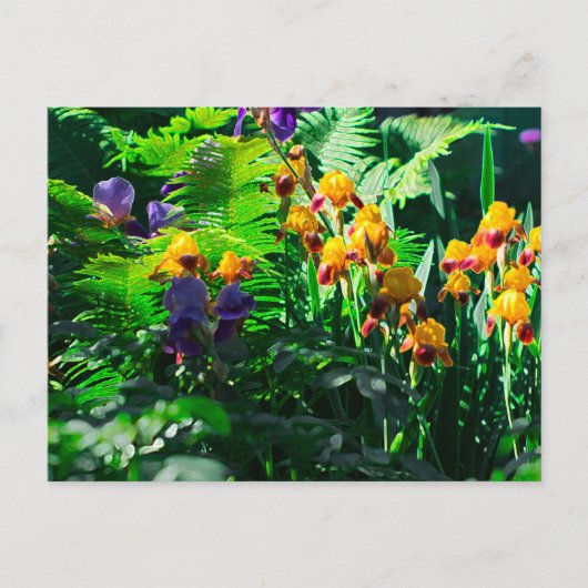 Claude Monet Typ Stilgarten Iris Postkarte (Vorderseite)