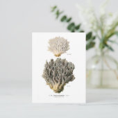Clavaria grisea postkarte (Stehend Vorderseite)