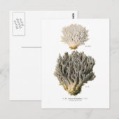 Clavaria grisea postkarte (Vorne/Hinten)
