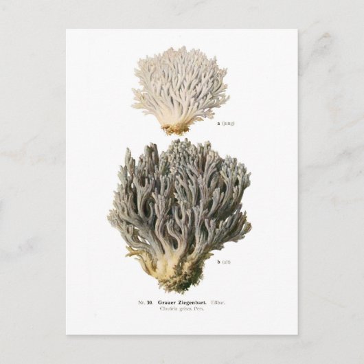Clavaria grisea postkarte (Vorderseite)
