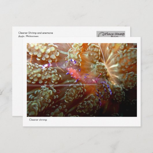 Cleaner Shrimp - 01 Postkarte (Vorne/Hinten)