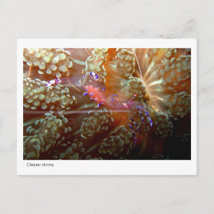 Cleaner Shrimp - 01 Postkarte