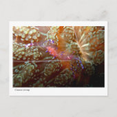 Cleaner Shrimp - 01 Postkarte (Vorderseite)