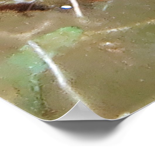 Cleaner Shrimp Poster (Ecke)