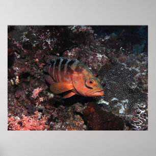 Cleaner Wrasse Eyeliner Poster