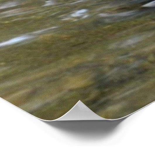 Clear Creek Mallard Duck Poster (Ecke)