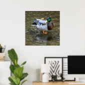Clear Creek Mallard Duck Poster (Heimbüro)