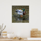 Clear Creek Mallard Duck Poster (Küche)