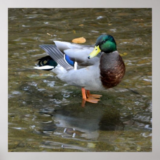 Clear Creek Mallard Duck Poster (Vorne)