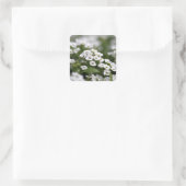 Clear Crystal White Alyssum Quadratischer Aufkleber (Tasche)