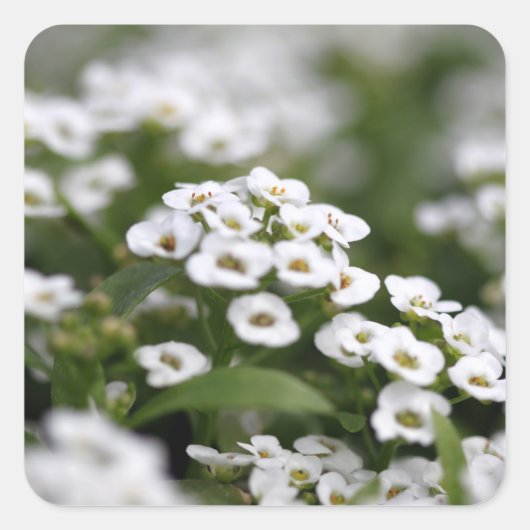 Clear Crystal White Alyssum Quadratischer Aufkleber (Vorderseite)