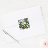 Clear Crystal White Alyssum Quadratischer Aufkleber (Umschlag)