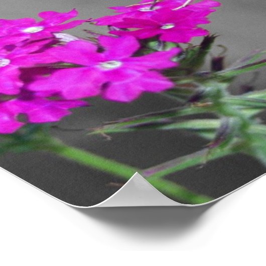 Clear Wing Humming Bird Moth Poster (Ecke)