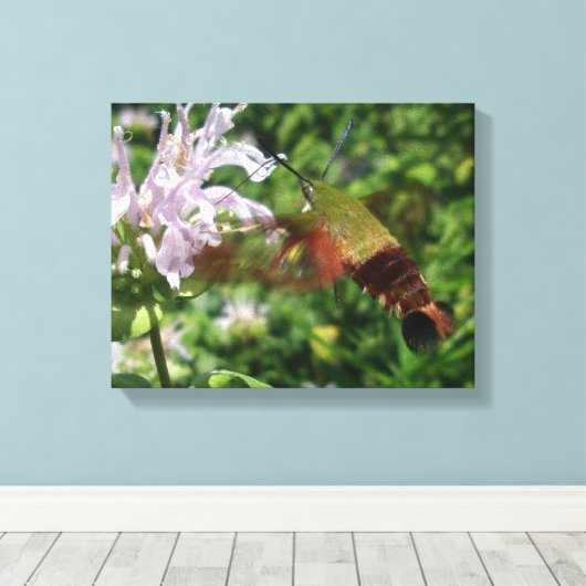 Clear Wing Hummingbird Moth Leinwanddruck (Insitu (Holzboden))