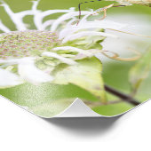 Clearance Hummingbird Moth Fotodruck (Ecke)