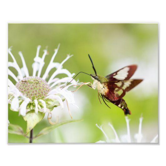 Clearance Hummingbird Moth Fotodruck (Vorne)
